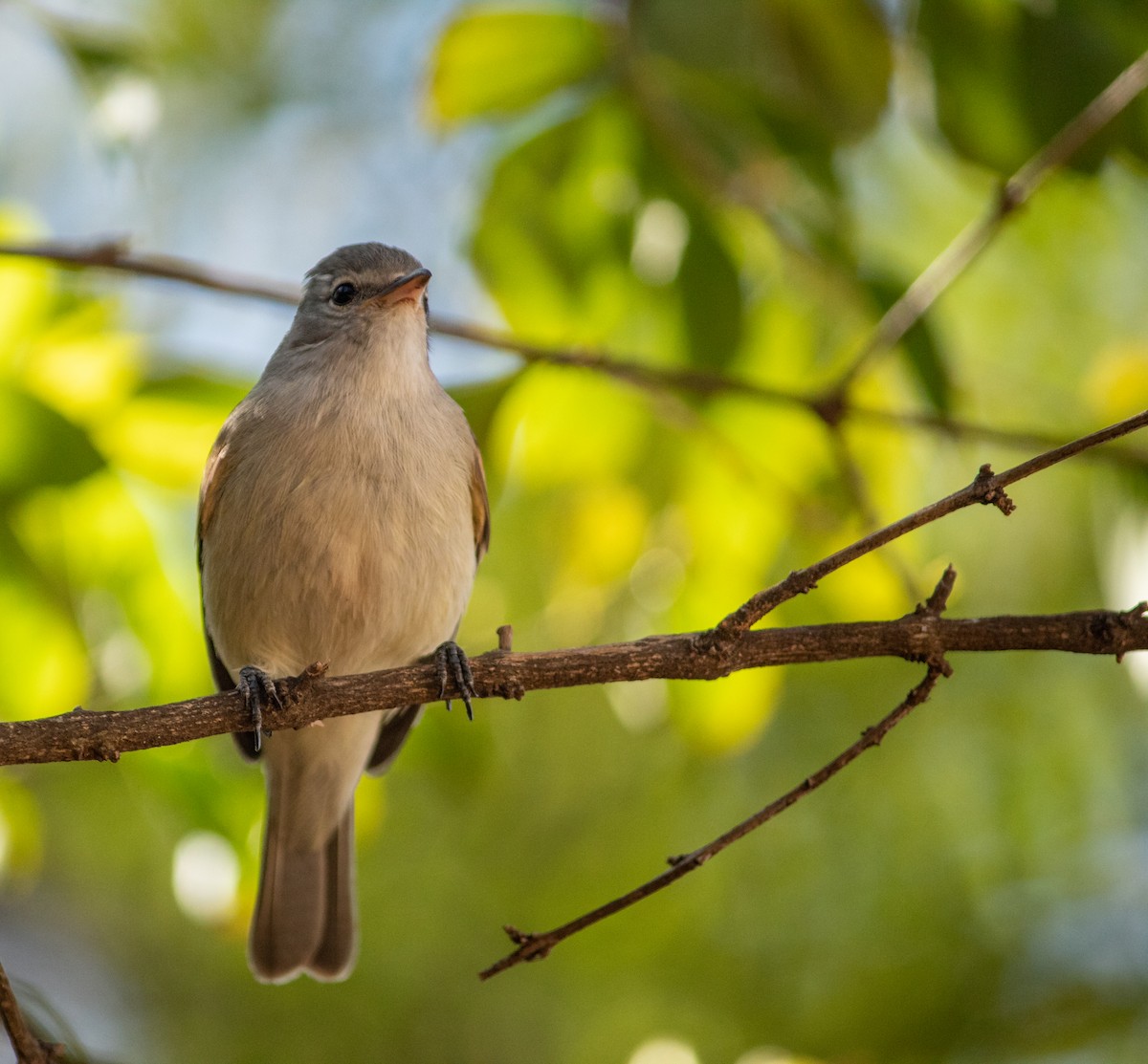 Southern Beardless-Tyrannulet - ML644119506