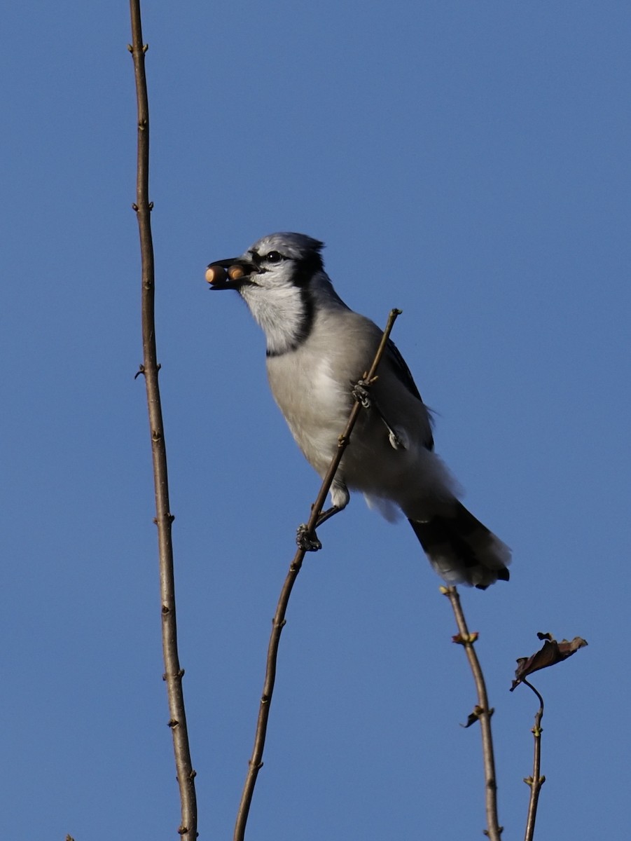 Blue Jay - ML644119508
