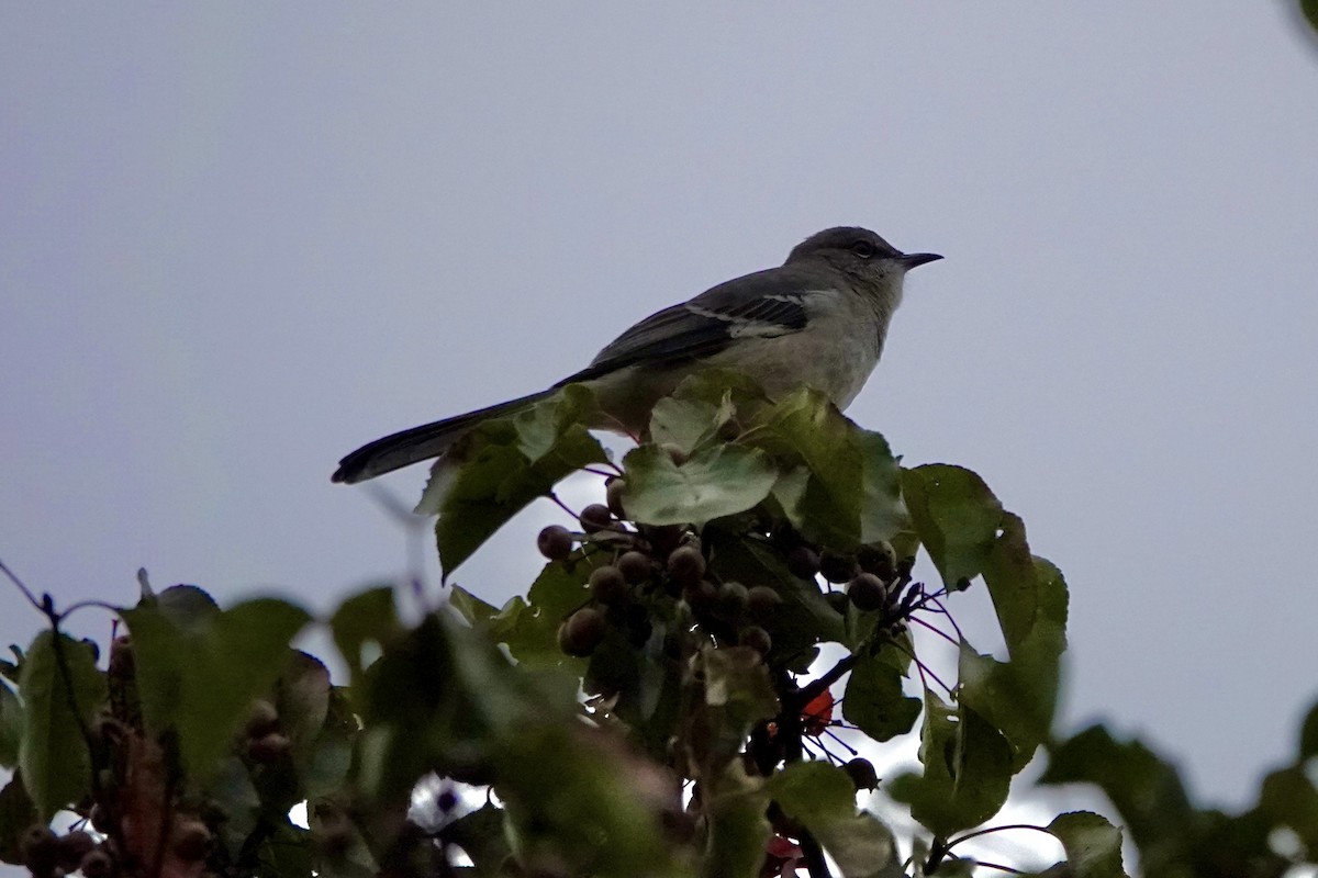 Northern Mockingbird - ML644119512