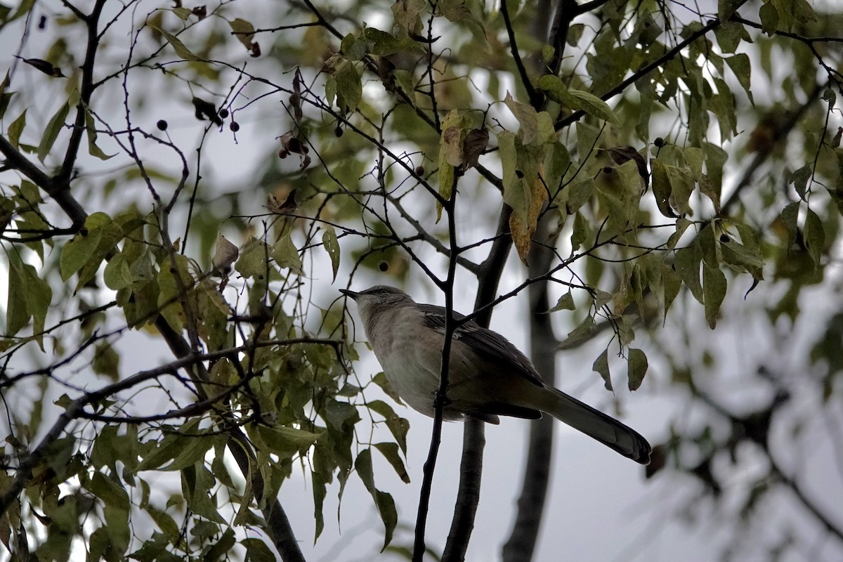 Northern Mockingbird - ML644119513