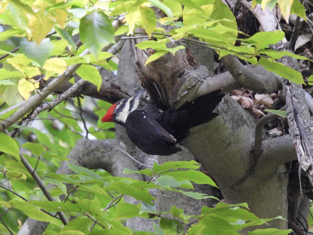 Pileated Woodpecker - ML644119518