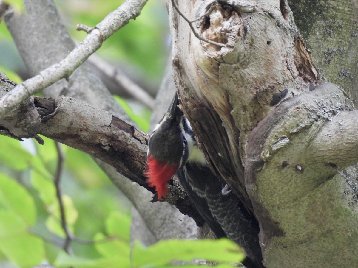 Pileated Woodpecker - ML644119520