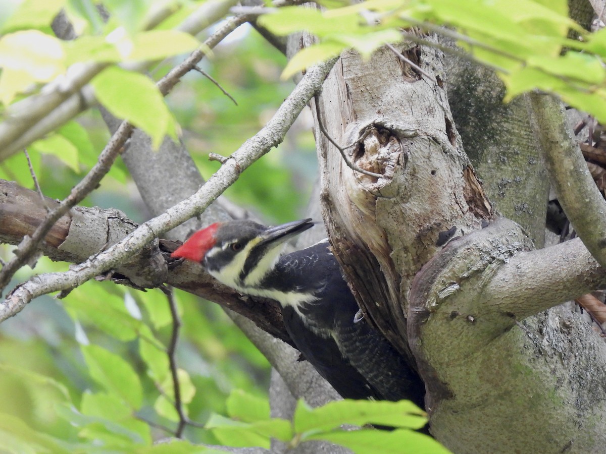 Pileated Woodpecker - ML644119521