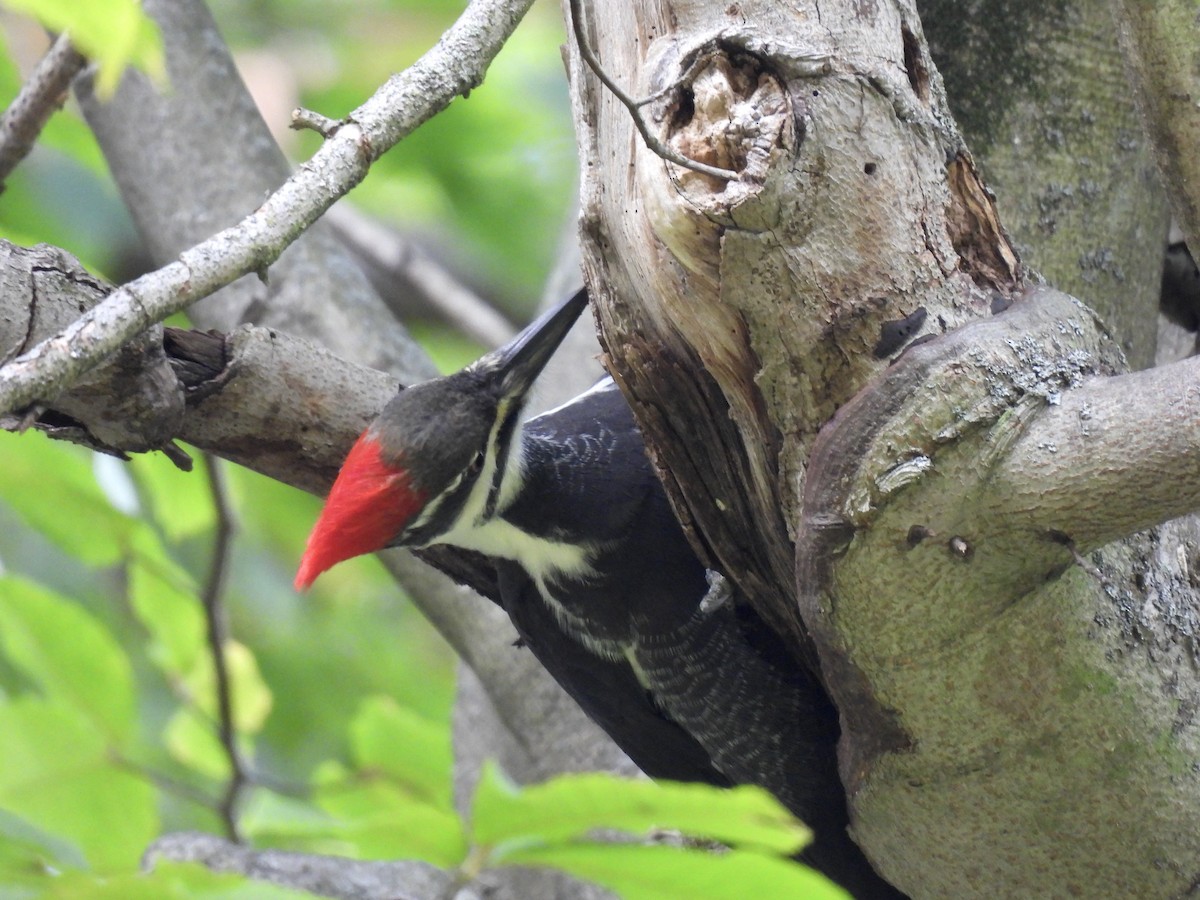 Pileated Woodpecker - ML644119522