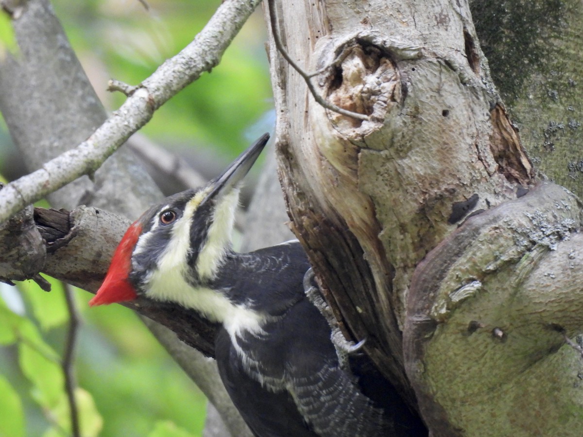 Pileated Woodpecker - ML644119523