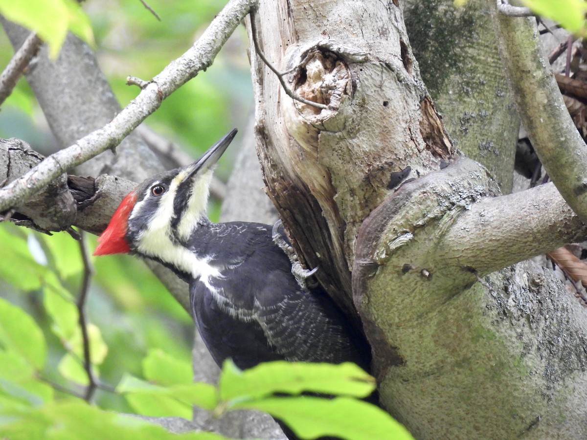 Pileated Woodpecker - ML644119525