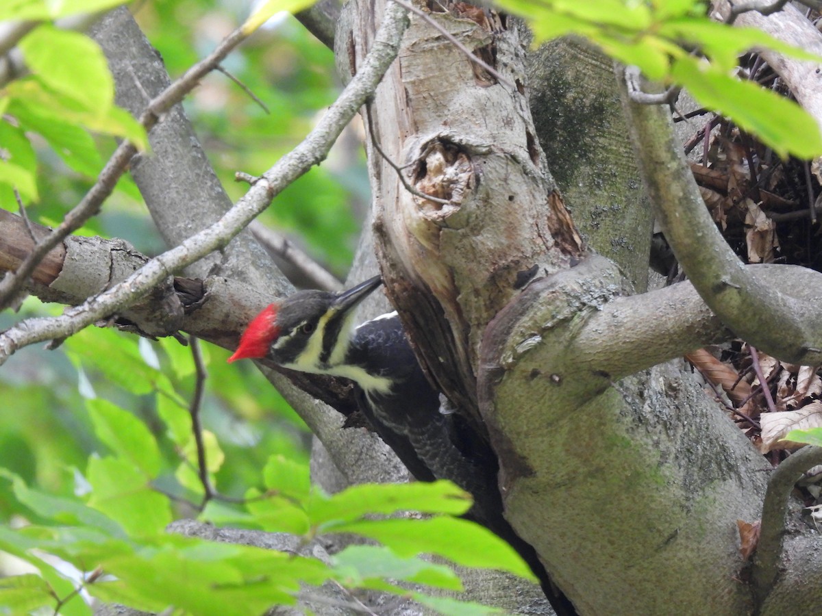 Pileated Woodpecker - ML644119526