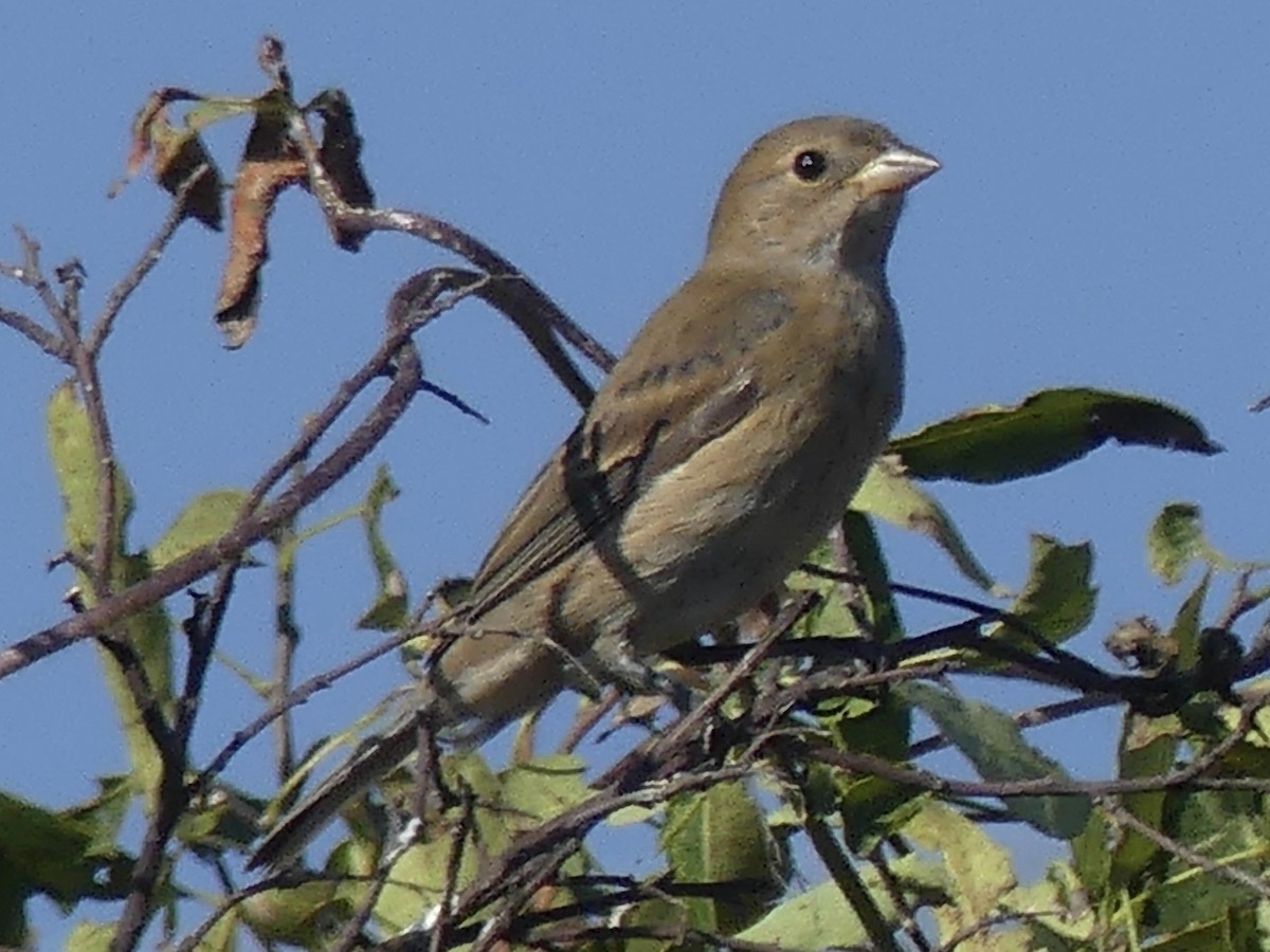 Indigo Bunting - ML644119528