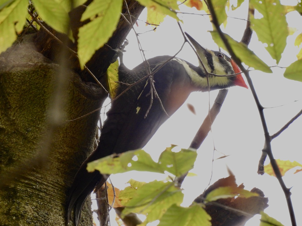 Pileated Woodpecker - ML644119535