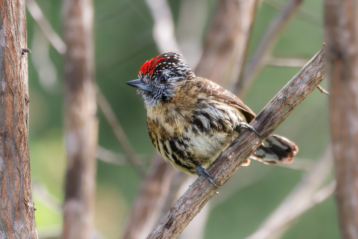 Mottled Piculet - ML644119546