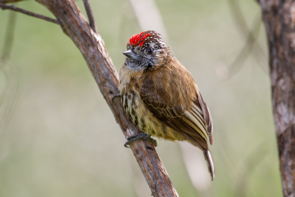 Mottled Piculet - ML644119547