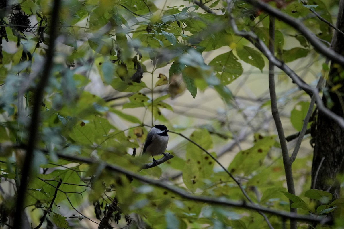 Carolina Chickadee - ML644119549