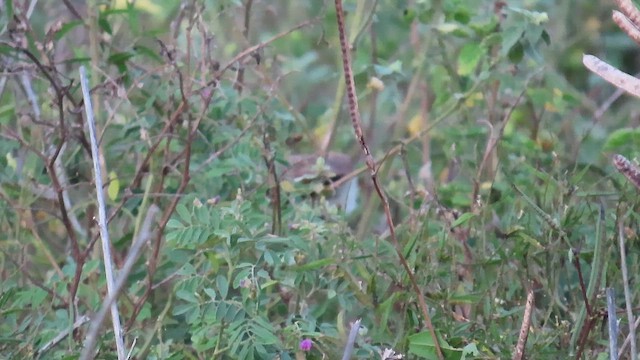 Yellow-eyed Babbler - ML644119553