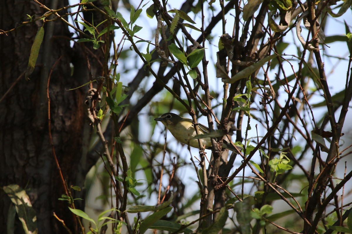 Cassin's Vireo - ML644119559