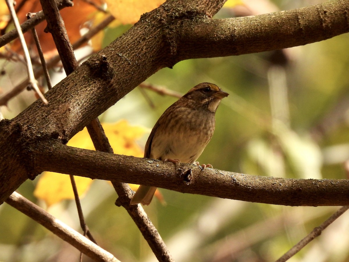 White-throated Sparrow - ML644119562