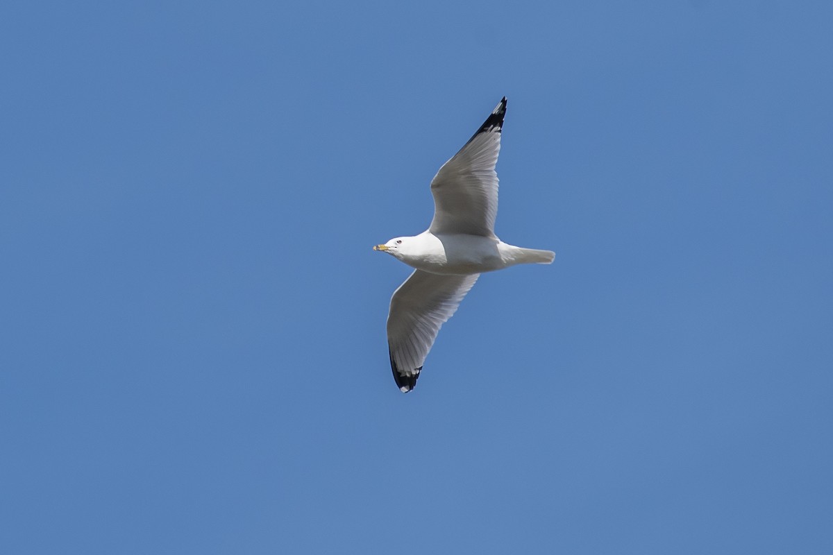Ring-billed Gull - ML644119565