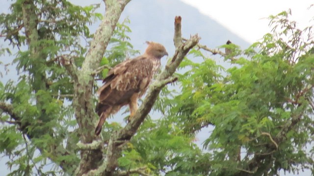 orel proměnlivý - ML644119572