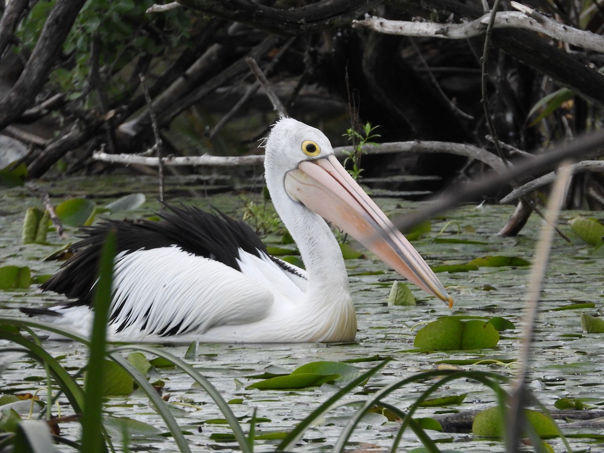 Australian Pelican - ML644119577