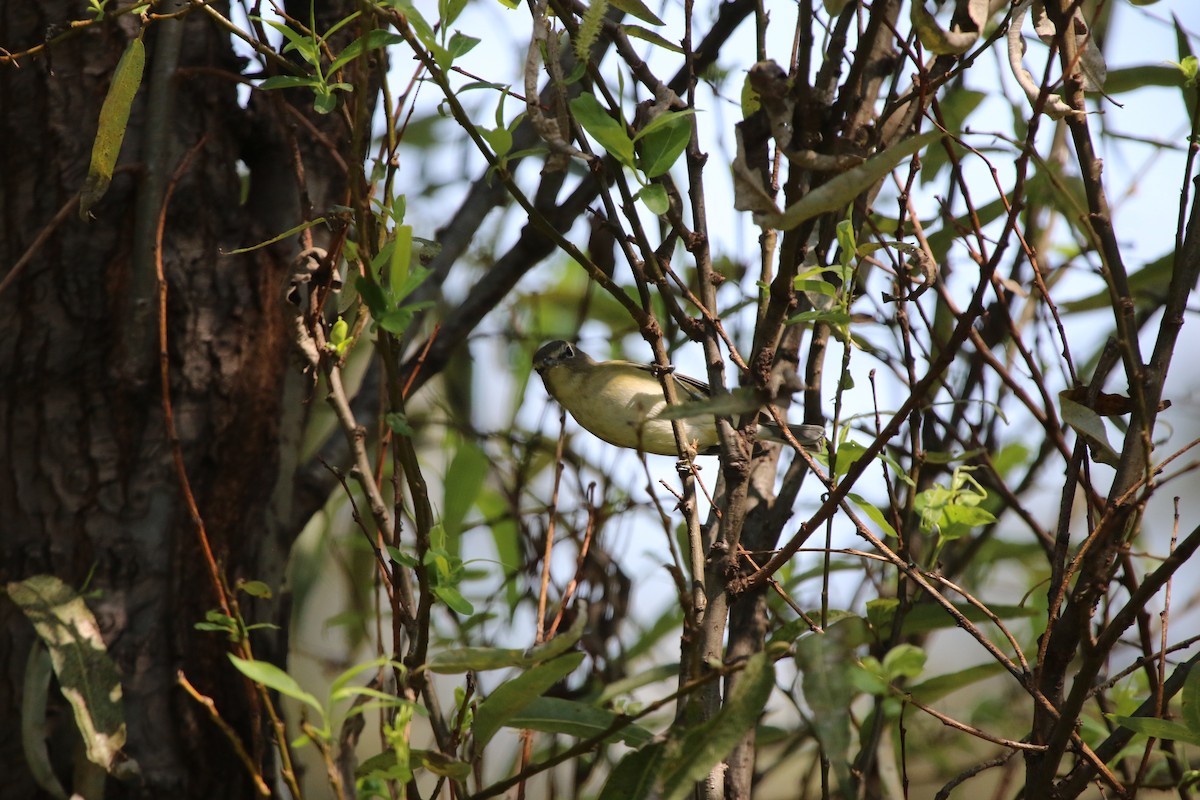 Cassin's Vireo - ML644119578