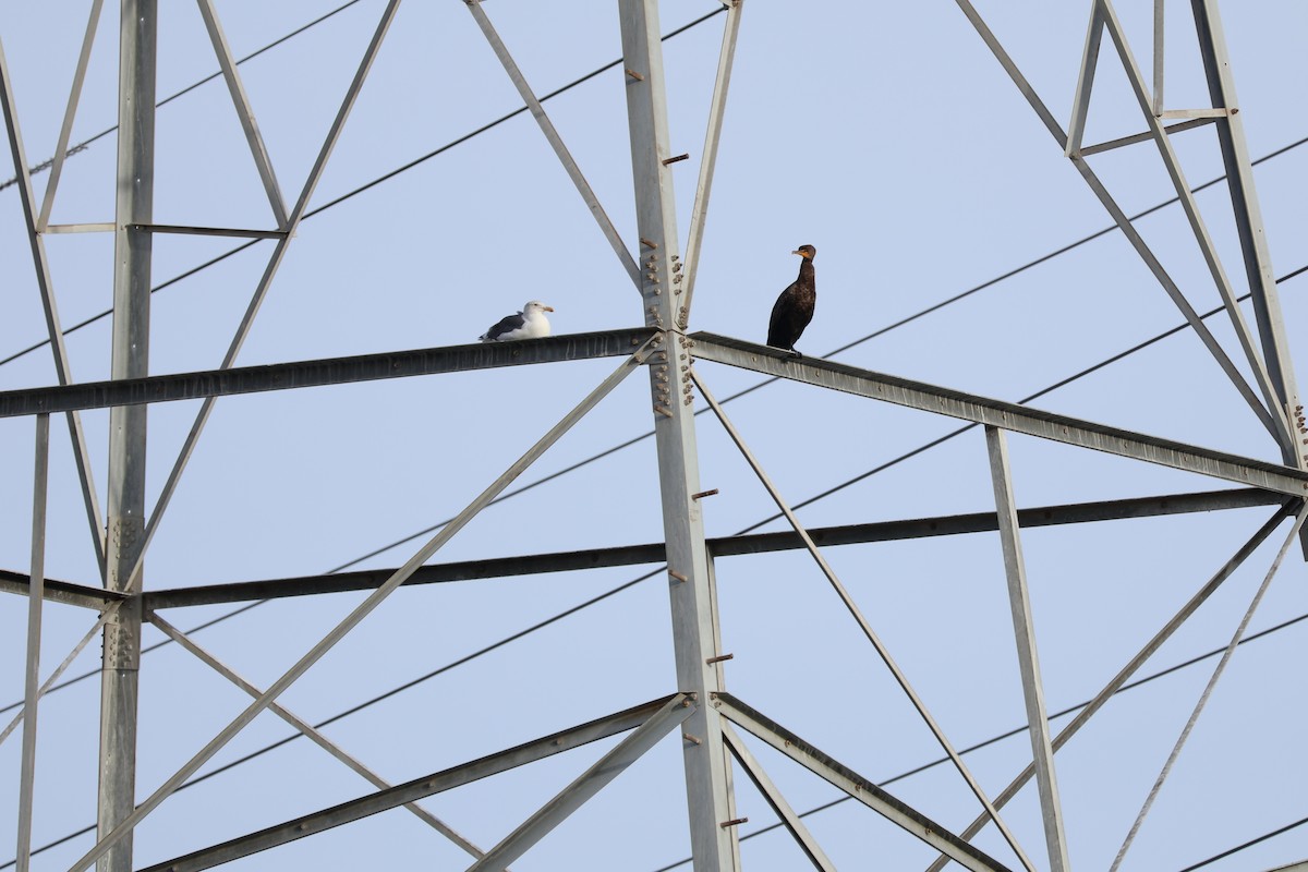 Western Gull - ML644119579