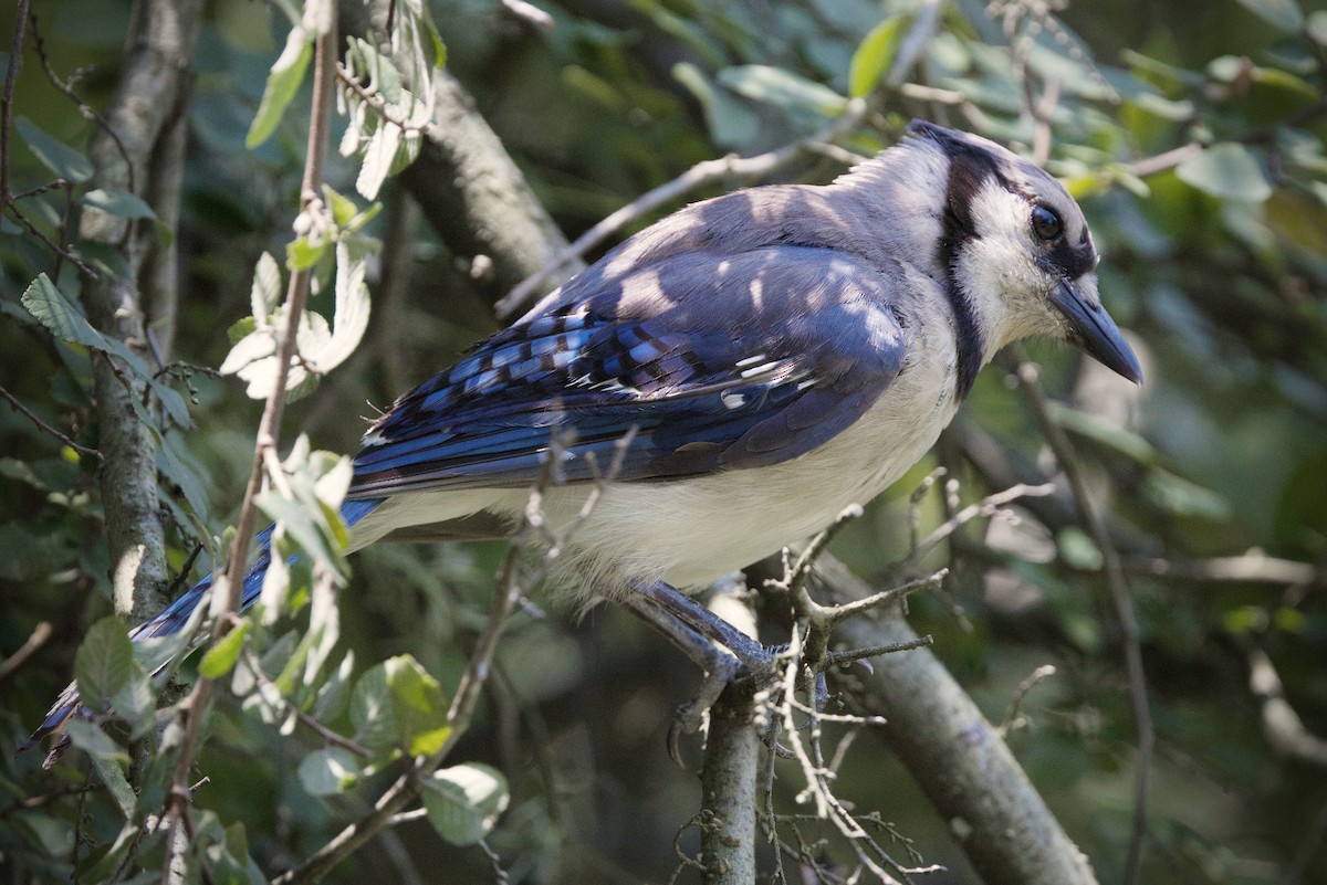 Blue Jay - ML644119581