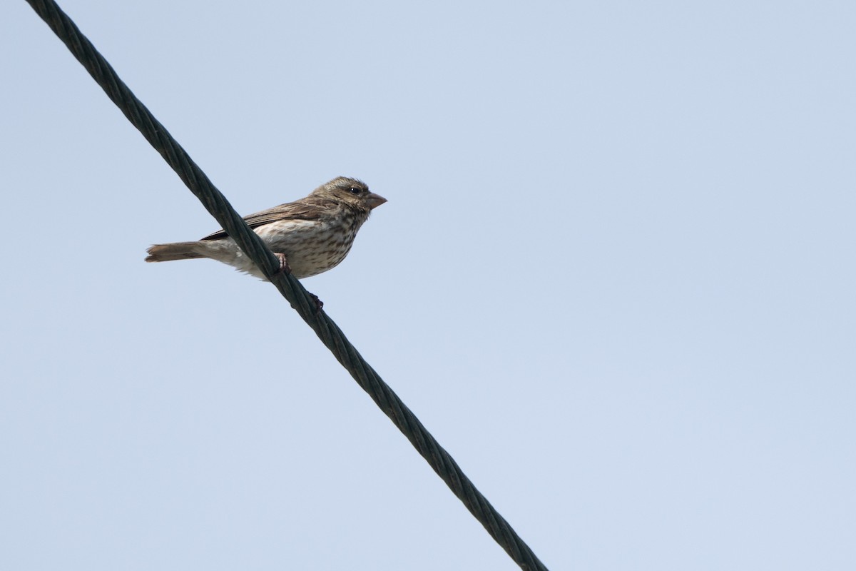 Purple Finch (Western) - ML644119582