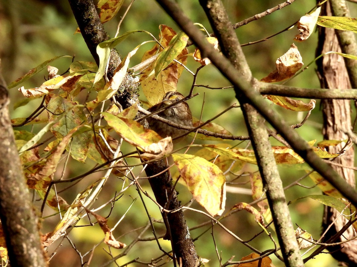 White-throated Sparrow - ML644119583