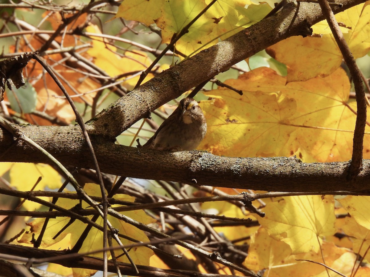 White-throated Sparrow - ML644119584