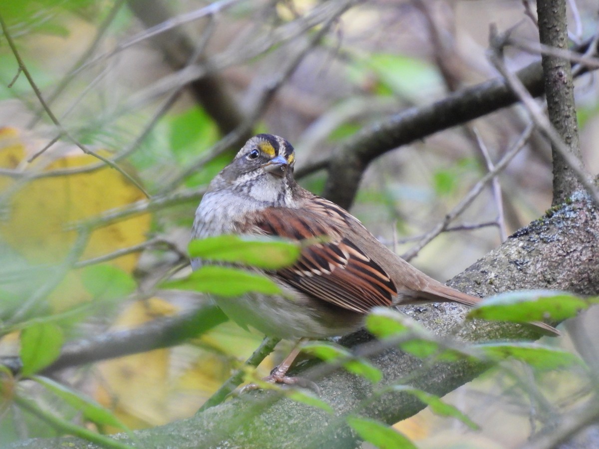 White-throated Sparrow - ML644119585