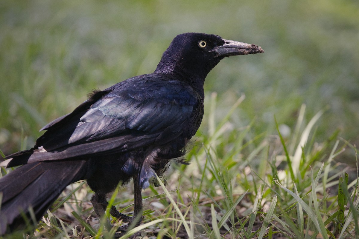 Great-tailed Grackle - ML644119589