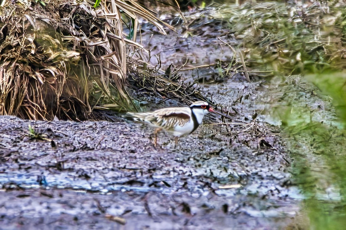 Black-fronted Dotterel - ML644119591