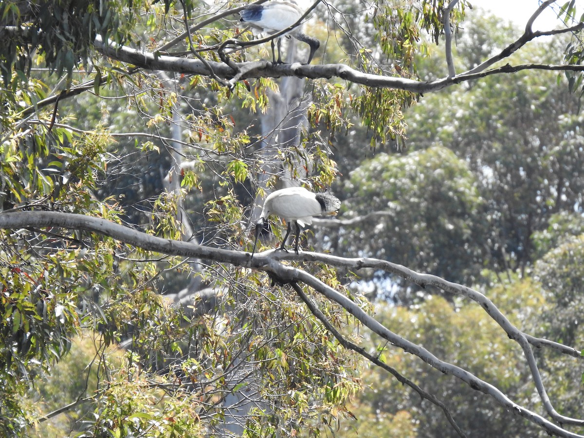 Australian Ibis - ML644119594