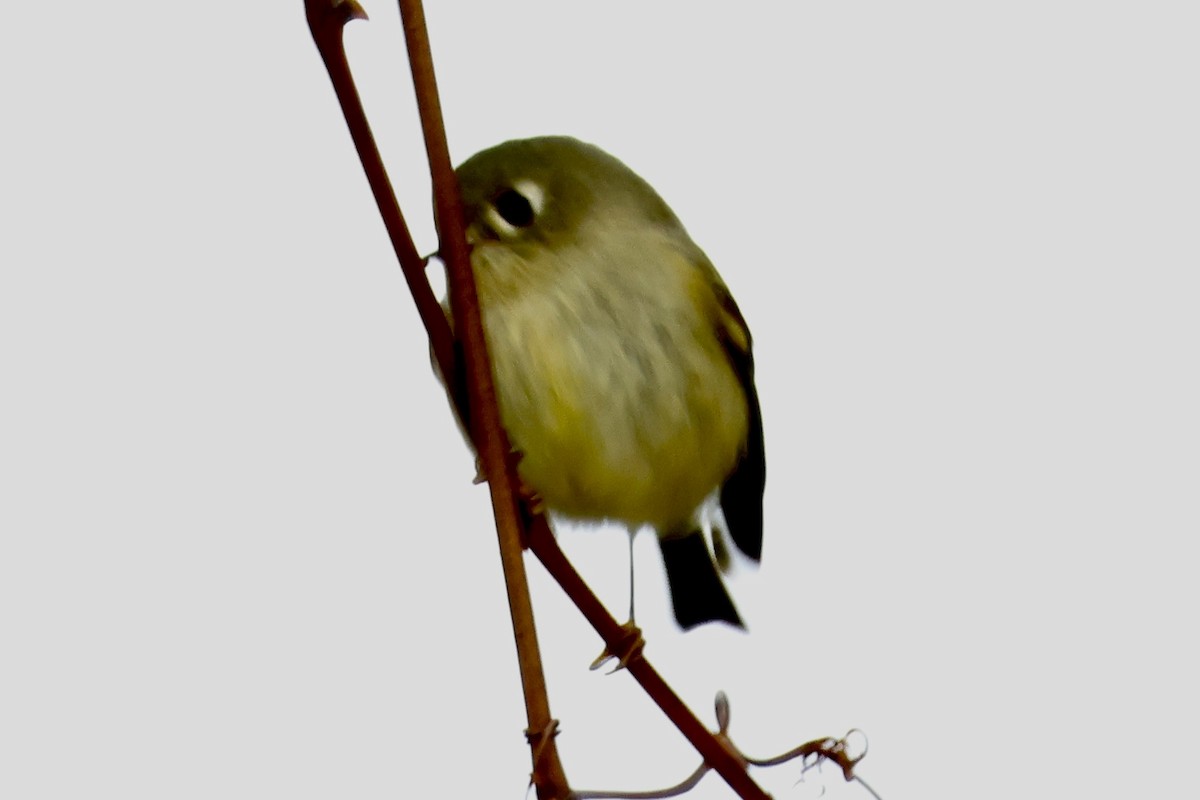 Ruby-crowned Kinglet - ML644119596