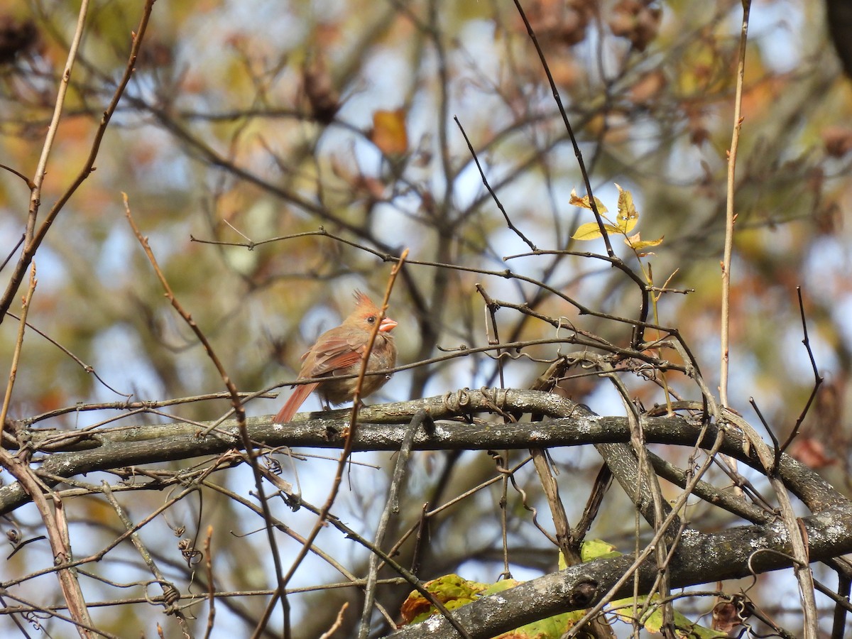Northern Cardinal - ML644119597