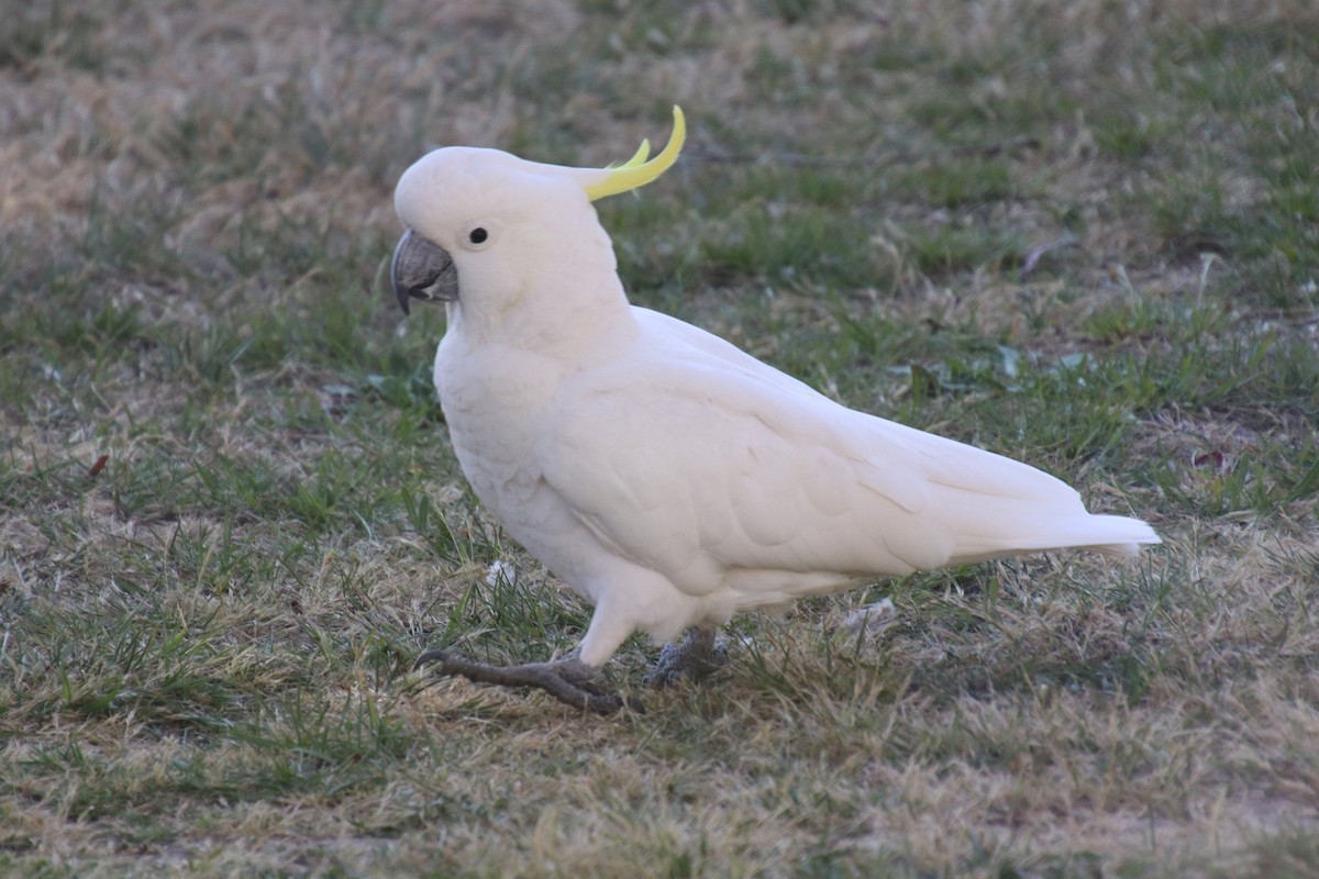 Sulphur-crested Cockatoo - ML644119599