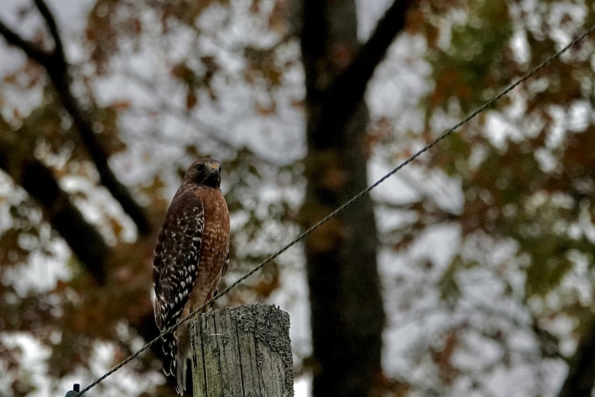 Red-shouldered Hawk - ML644119600