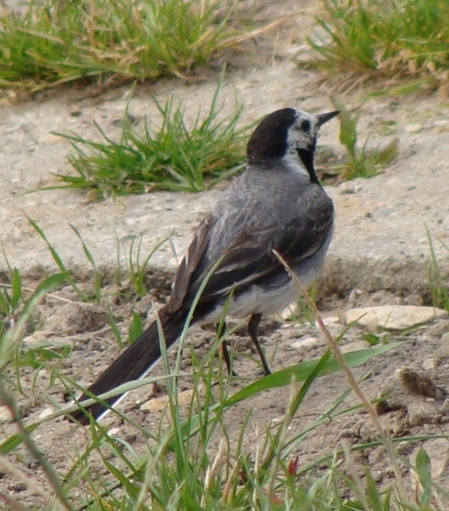 White Wagtail - ML644119603