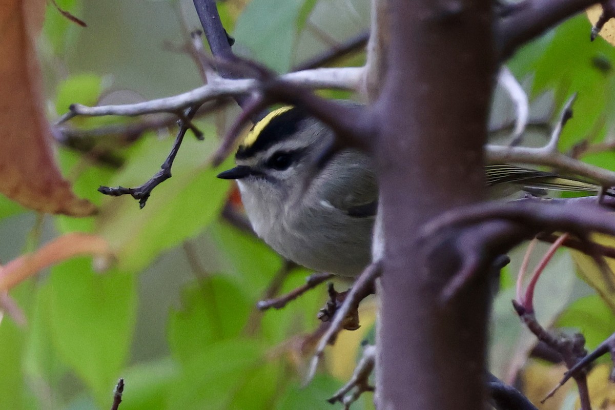 Golden-crowned Kinglet - ML644119604