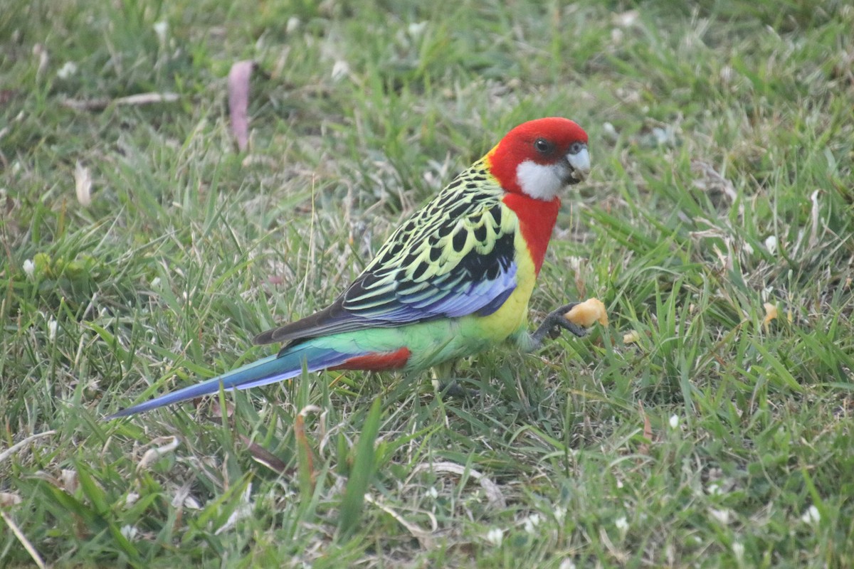Eastern Rosella - ML644119605