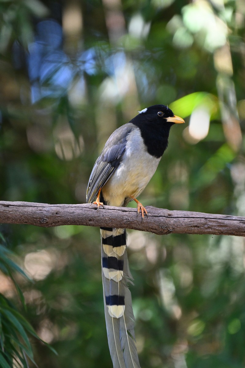 Yellow-billed Blue-Magpie - ML644119606