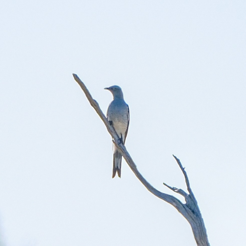Ground Cuckooshrike - ML644119607