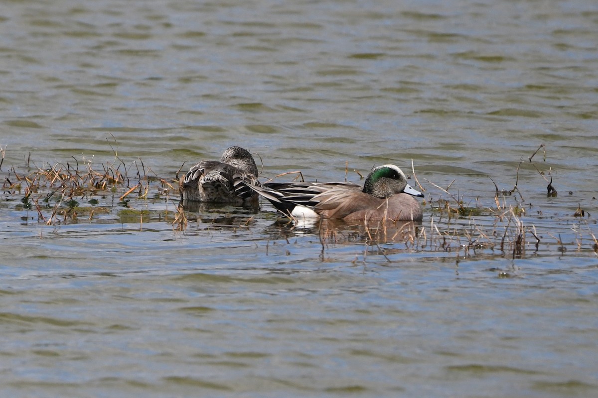 American Wigeon - ML644119608