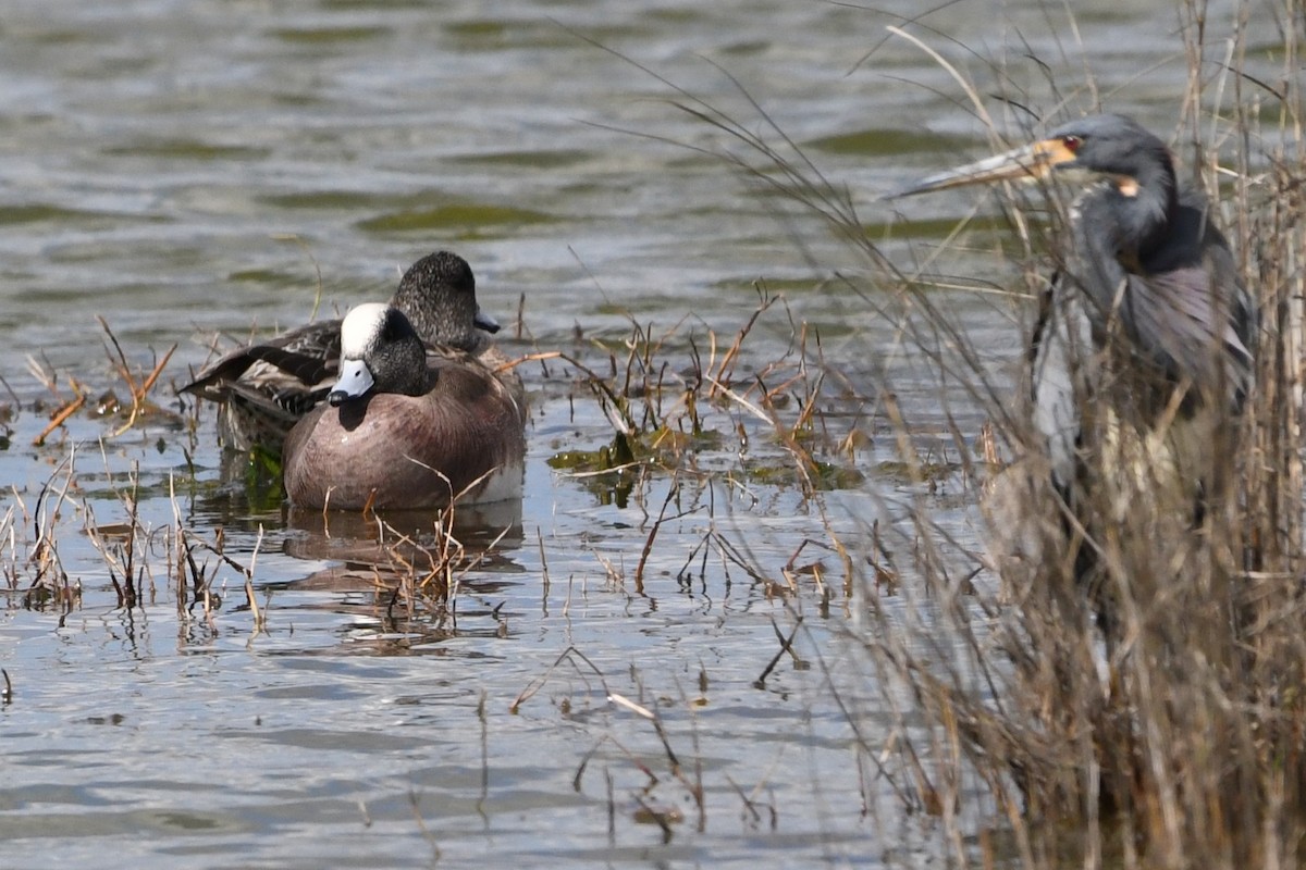 American Wigeon - ML644119609