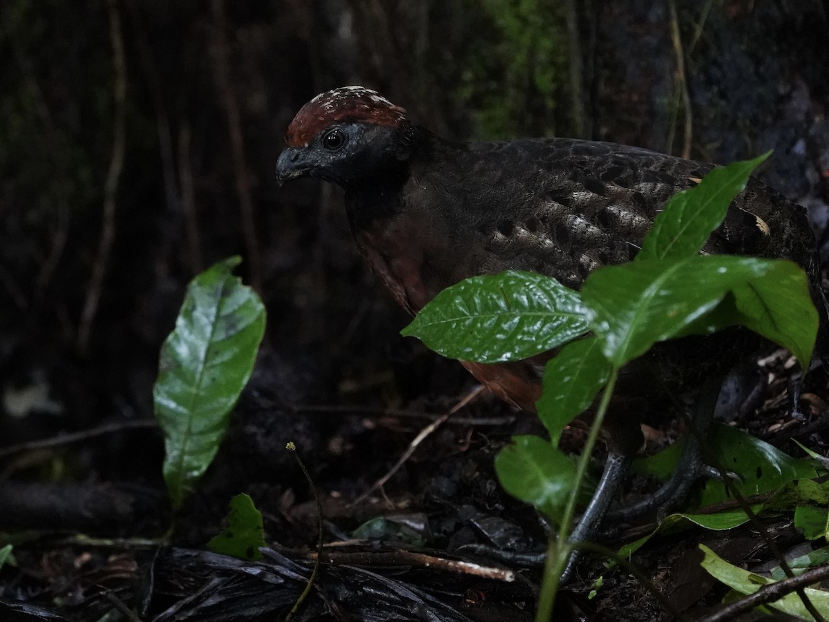 Black-eared Wood-Quail - ML644119611