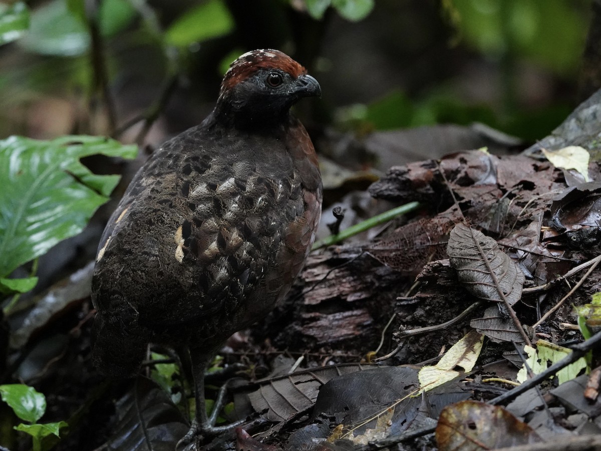 Tocro à face noire - ML644119612