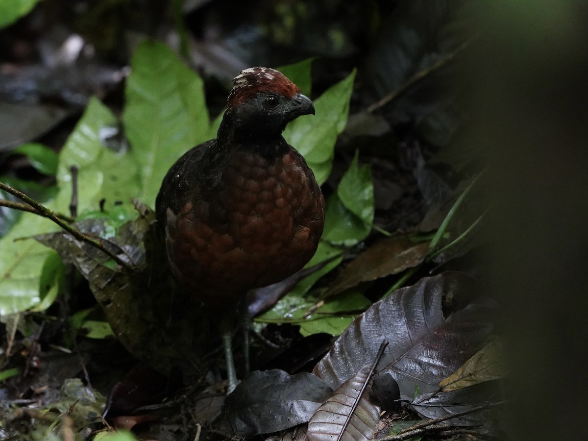 Tocro à face noire - ML644119613