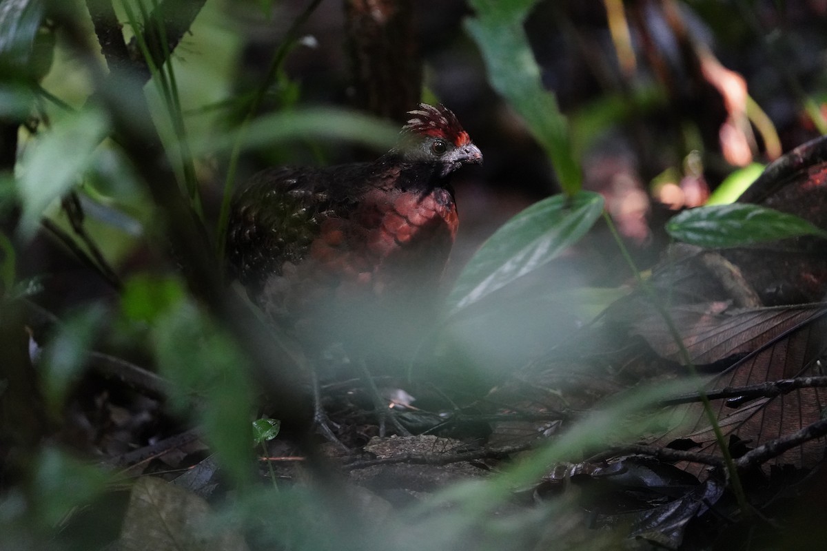 Tocro à face noire - ML644119614