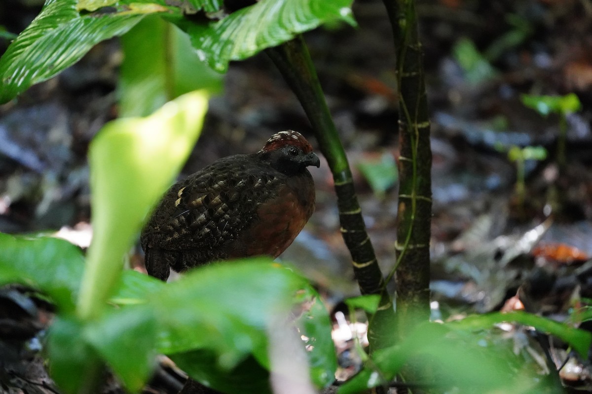 Black-eared Wood-Quail - ML644119615