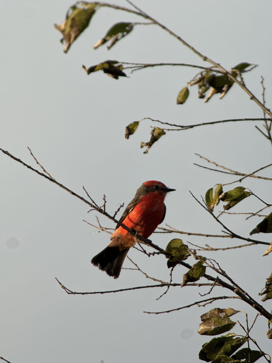 Vermilion Flycatcher - ML644119619