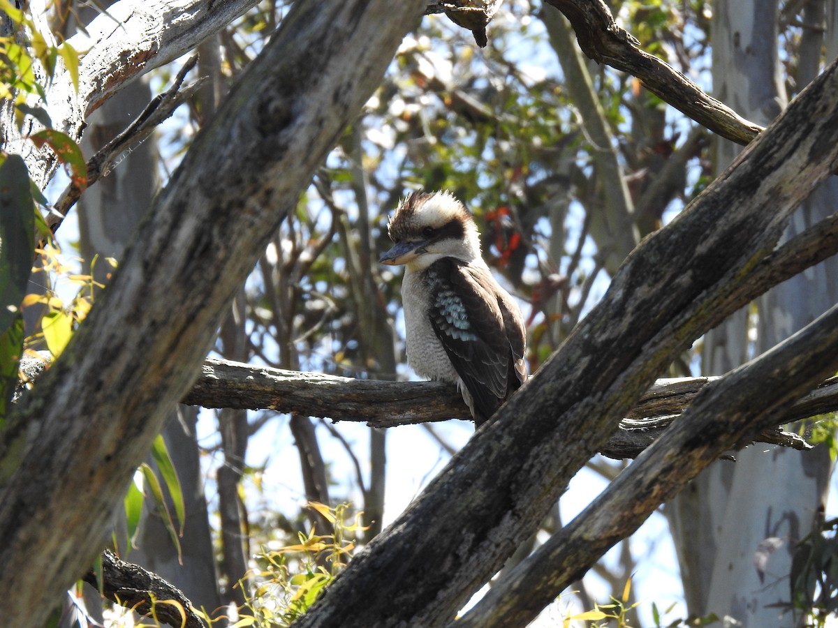 Laughing Kookaburra - ML644119621